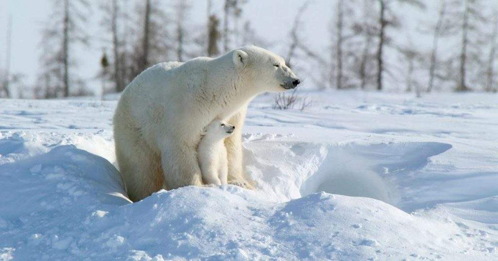 Parque Nacional Wapusk