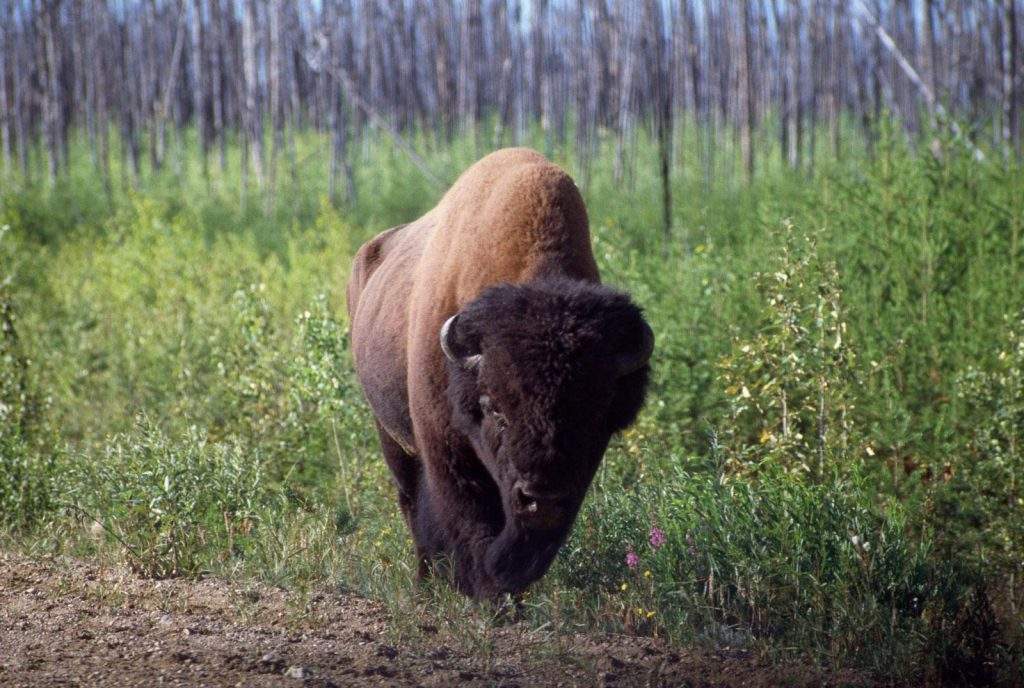 Parque Nacional Wood Buffalo