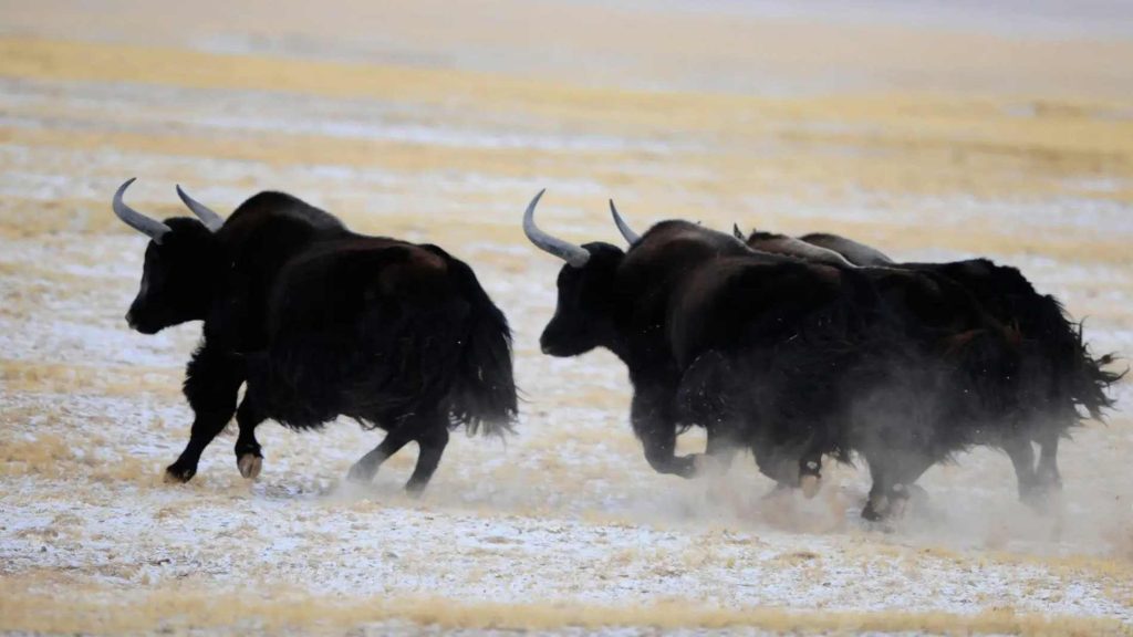 Yak salvaje (Bos mutus) en el Parque Nacional Sanjiangyuan, Qinghai, China