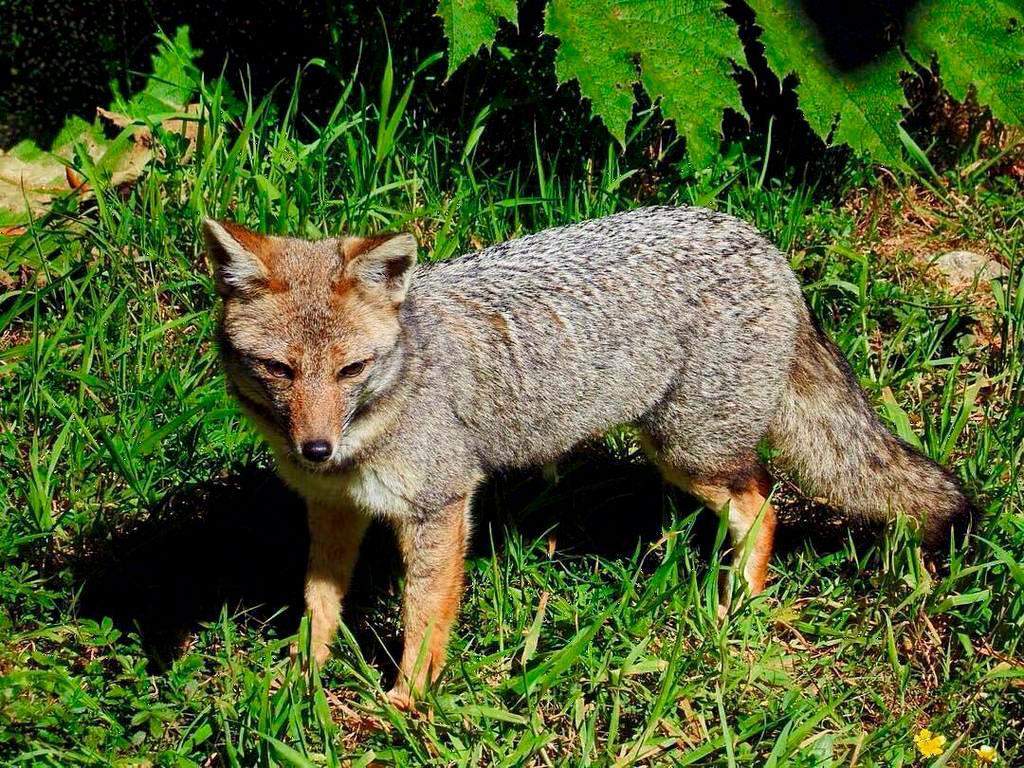 Zorro gris o Chilla en el Parque Nacional Alerce Andino