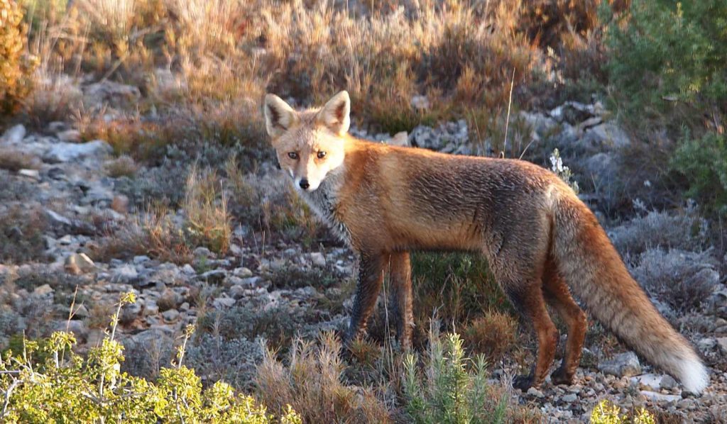 Zorros (Vulpes vulpes)