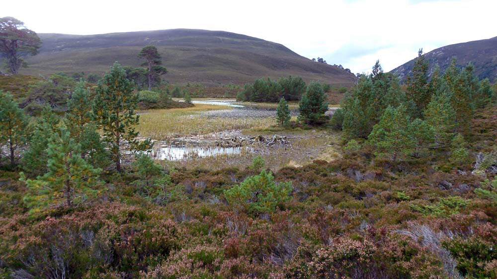 Panoramic view of Abernethy Forest