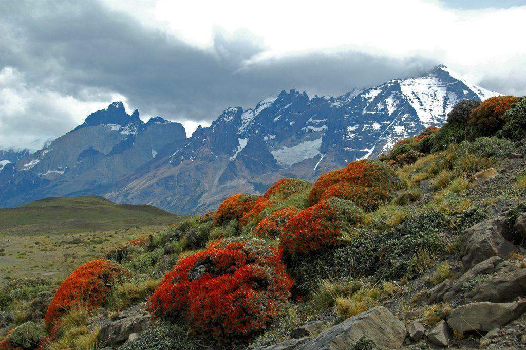 Anarthrophyllum desideratum im Paine-Massiv