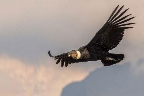 Andean Condor (Vultur gryphus) in Huascarán National Park, Peru
