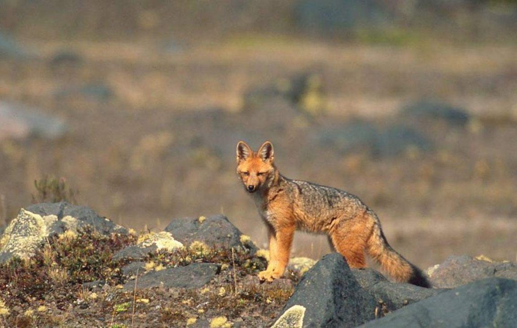 Andean fox (Lycalopex culpaeus)