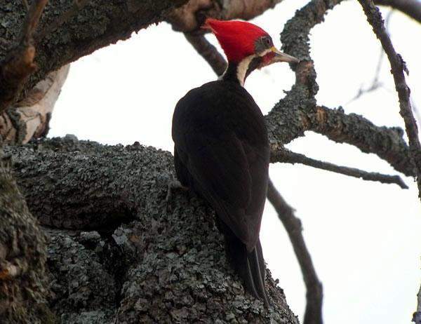 Black-bodied woodpecker Dryocopus schulzi