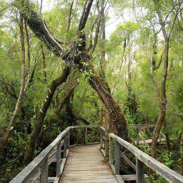 Entry boardwalk in the Colecole Myrtle forest in Chiloé, Chile