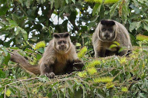 Capuchin Monkeys (Cebinae) in Ybycuí, Paraguay