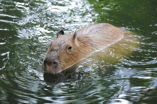 Capibara's in de Amazone in Manu, Peru