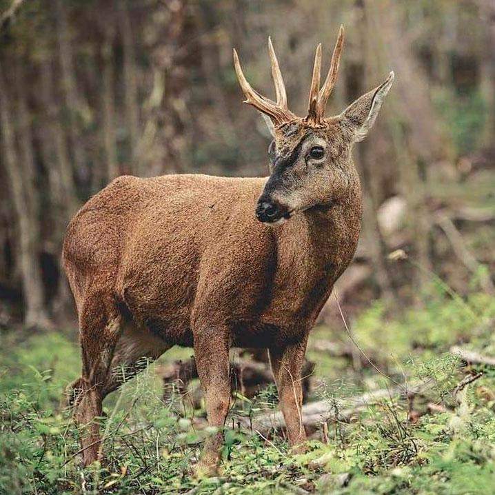 Chilenischer Huemul im Torres del Paine