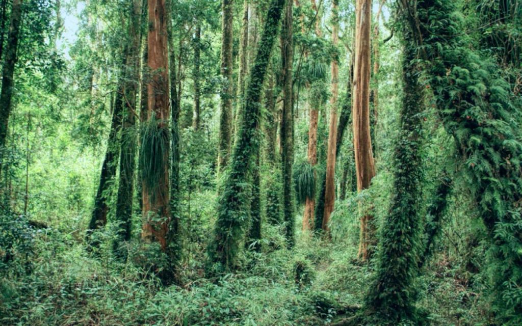 Chiloé National Park forest in Chile