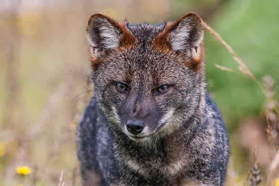 Chilote fox (Pseudalopex/Lycalopex fulvipes) in Chiloé