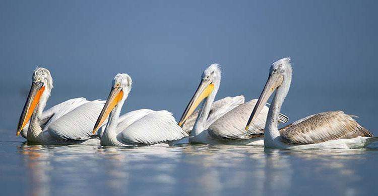 Pelicans in Prespa (Dalmatian Pelicans)