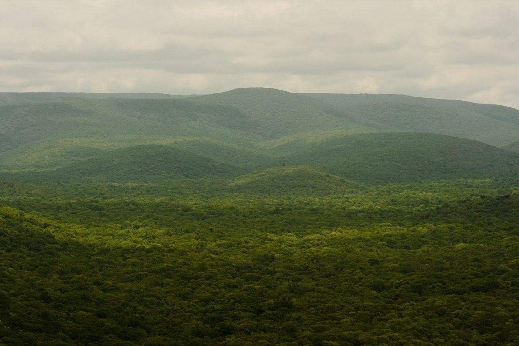 Flora and vegetation of Defensores del Chaco National Park