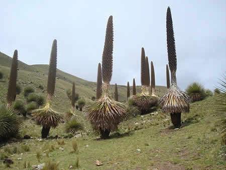 Flora of Huascarán National Park in Peru