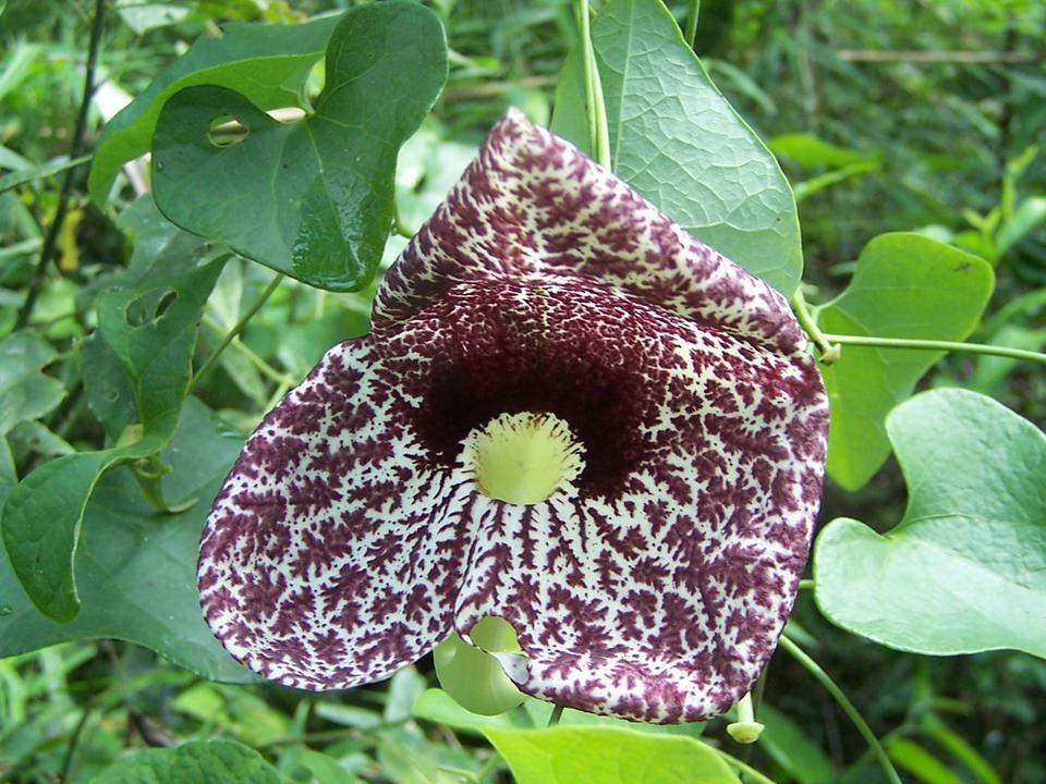 Flora of Ybycuí National Park in Paraguay