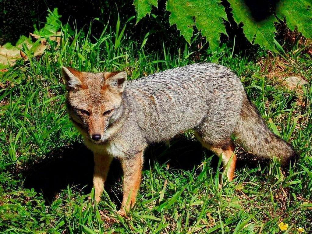 Graufuchs oder Chilla im Nationalpark Alerce Andino