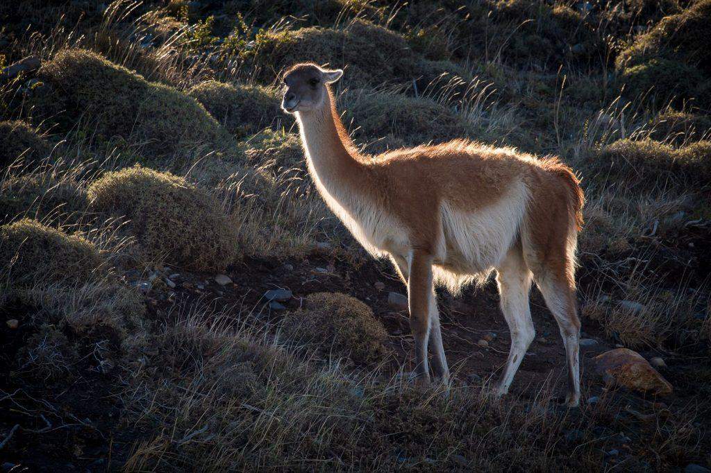 Guanako (Lama guanicoe) im Torres del Paine