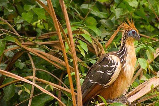 Hoatzin in Manu, Peru