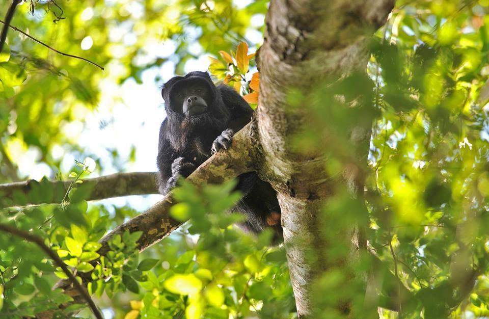 Howler Monkey (Alouatta) in Ybycuí, Paraguay