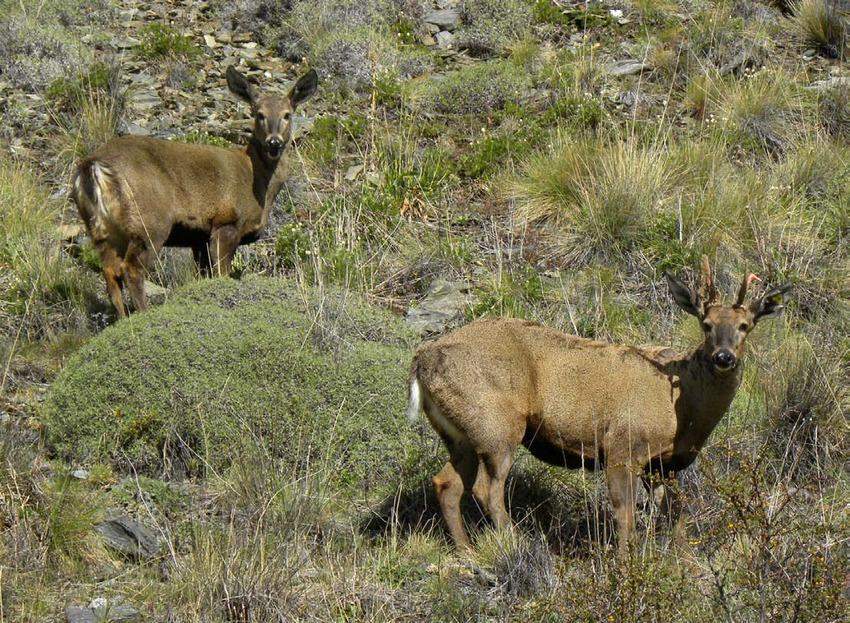 Huemules (Hippocamelus bisulcus) of Bernardo O'Higgins National Park in Chile
