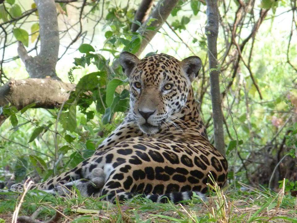 Jaguarete or American tiger (Panthera onca)