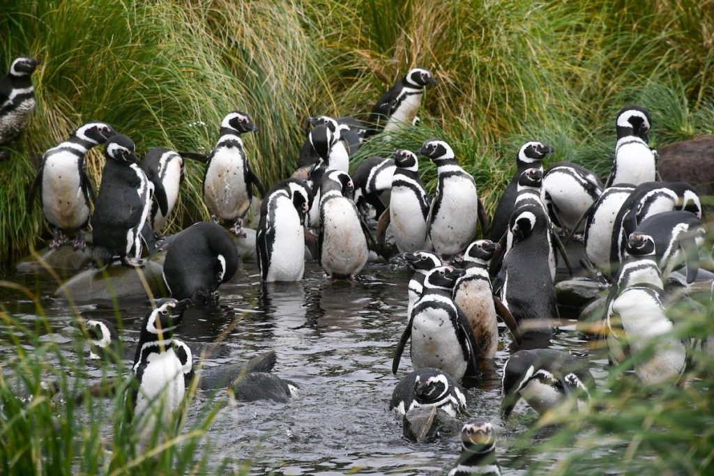 Magellan-Pinguine im Nationalpark Cabo de Hornos in Chile