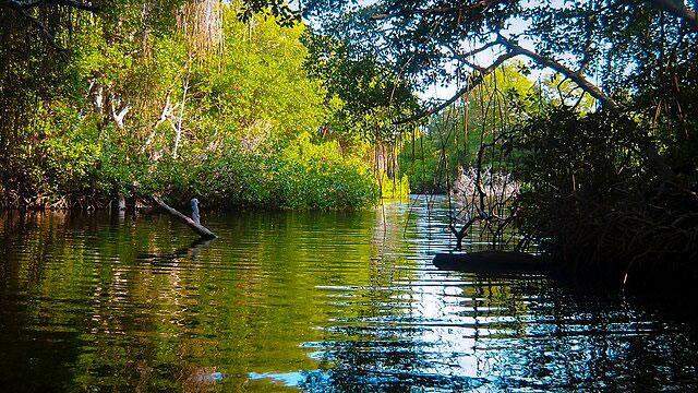 Mangroves in Morrocoy National Park, Venezuela