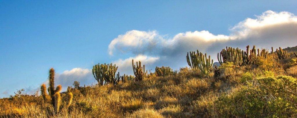 Mountains of Bosque Fray Jorge National Park in Chile