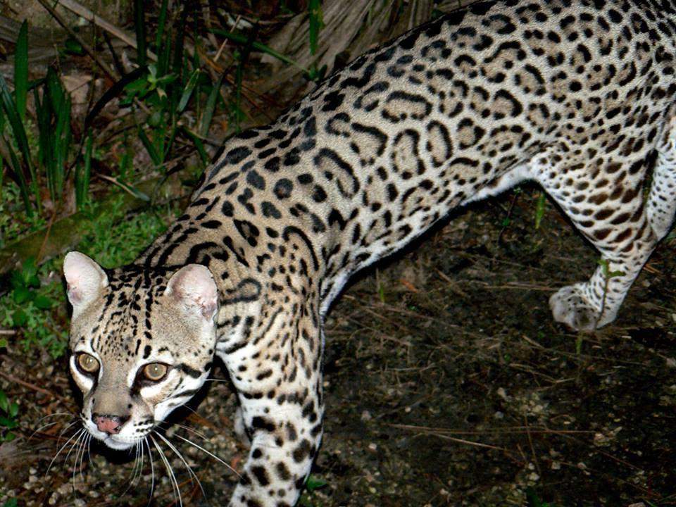 Ocelot (Leopardus pardalis) in Defensores del Chaco