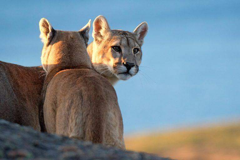 Pumas in Torres del Paine