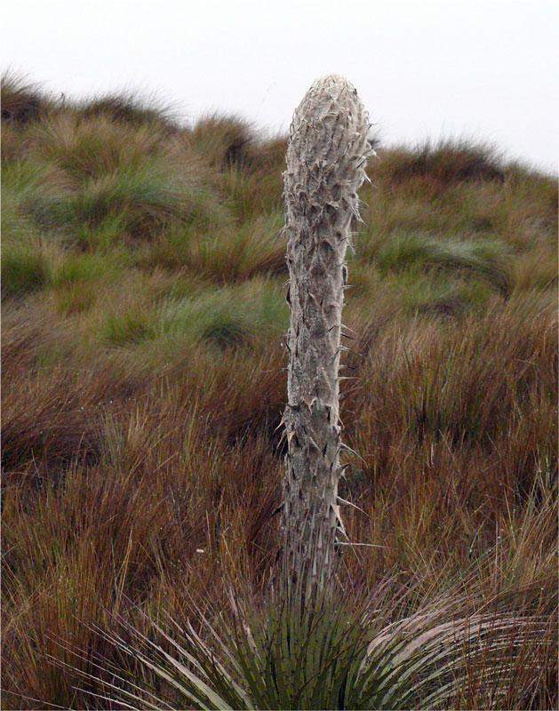 Puya clava-herculis