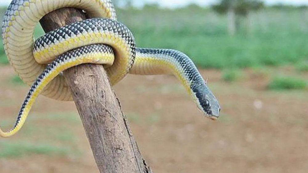 Reptiles of Defensores del Chaco National Park