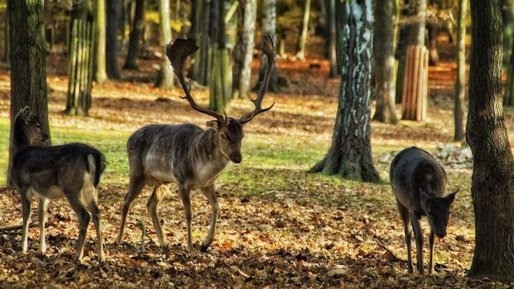 Animals in Saxon Switzerland National Park