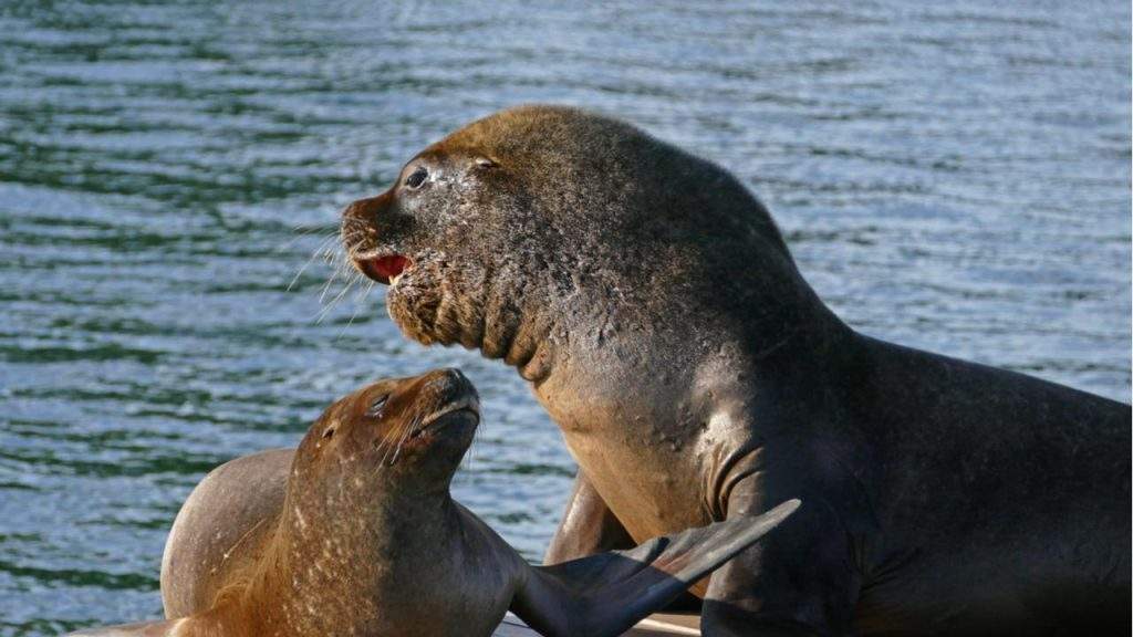 South American sea lion (Otaria flavescens)