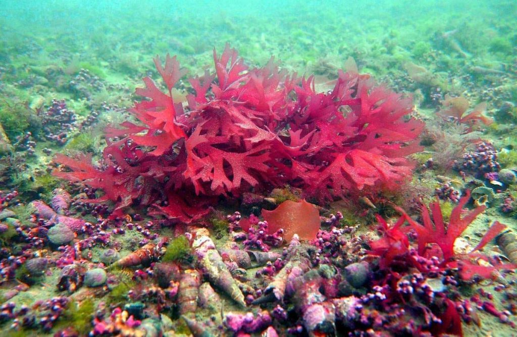 Réserve marine de l'île Tonga