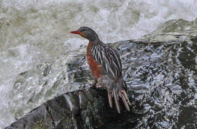 Torrent Duck (Merganetta armata)