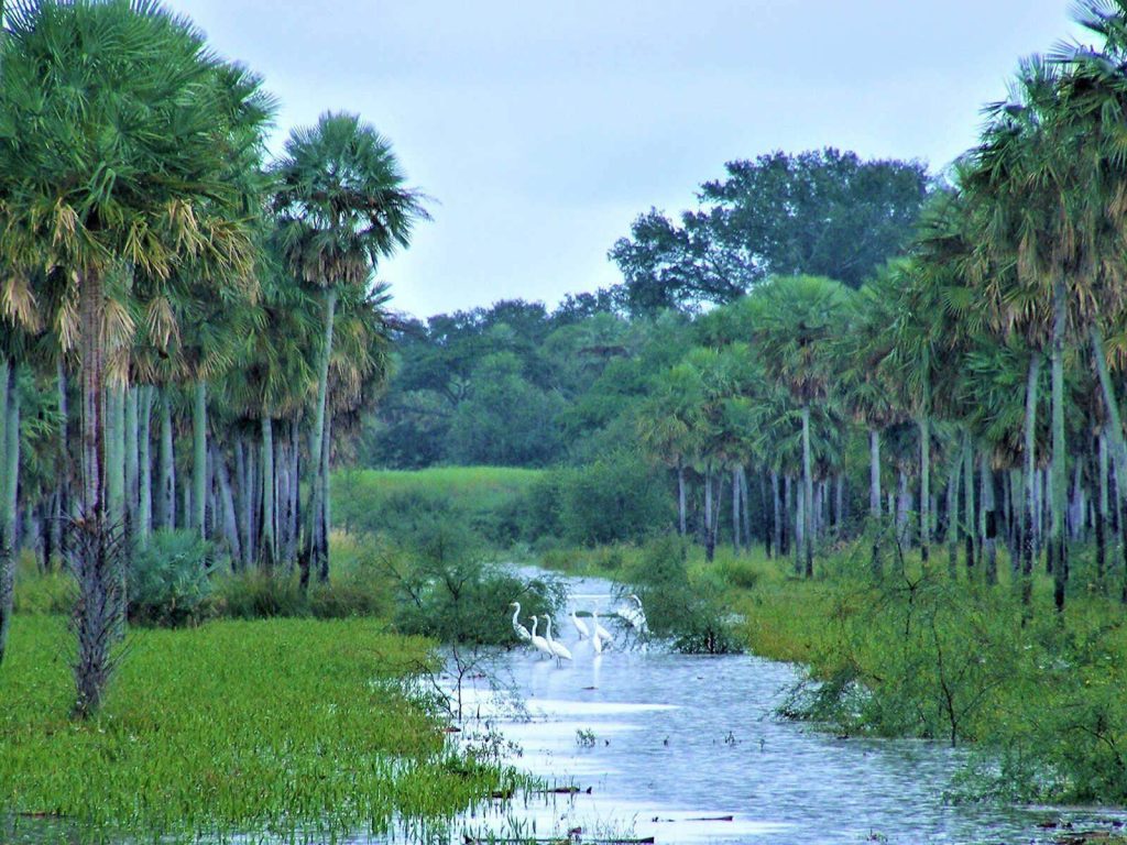 Aquatic birds of Defensores del Chaco National Park