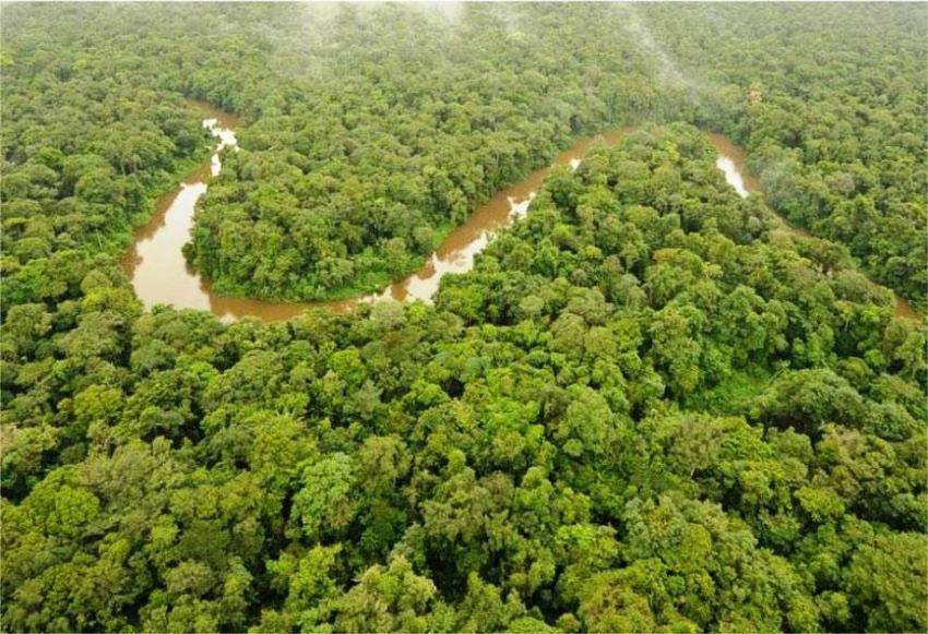 Flore sauvage du Parc Amazonien de Guyane