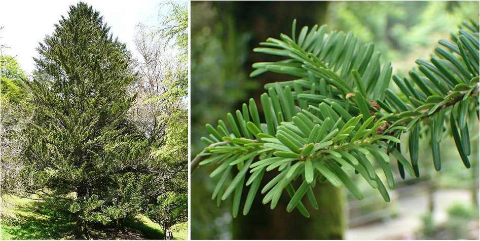 Japanese Fir (Abies firma)