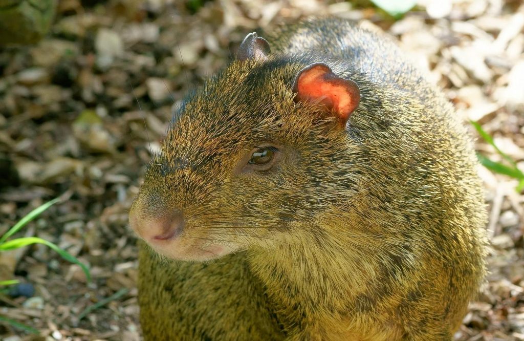 Agouti in Tijuca National Park