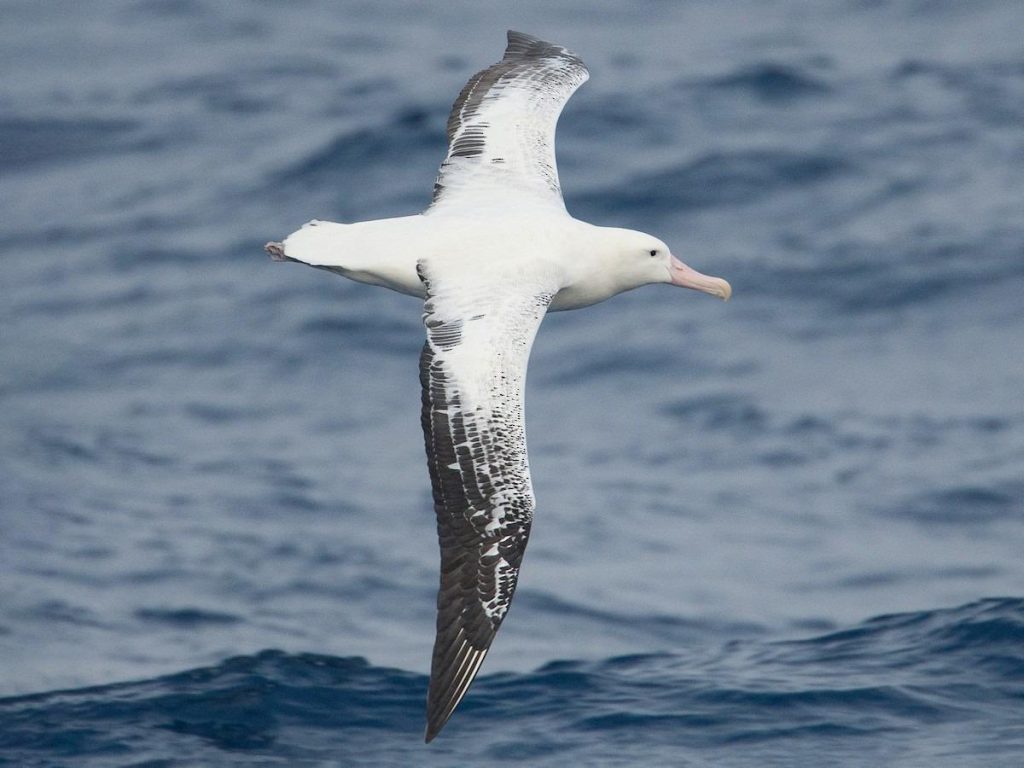 Albatros (Diomedea exulans) fliegt über das Meer von Cabo de Hornos in Chile