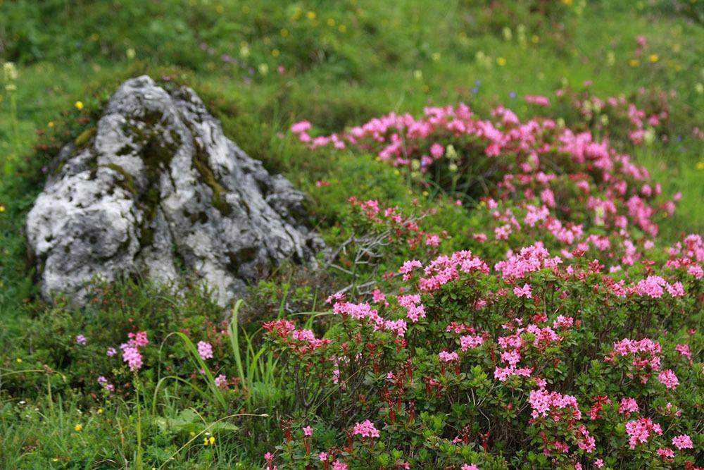 Alpine rose in Berchtesgaden National Park, Germany