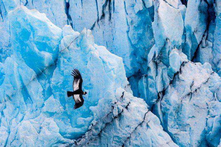 Andean Condor (Vultur gryphus) flying over a glacier