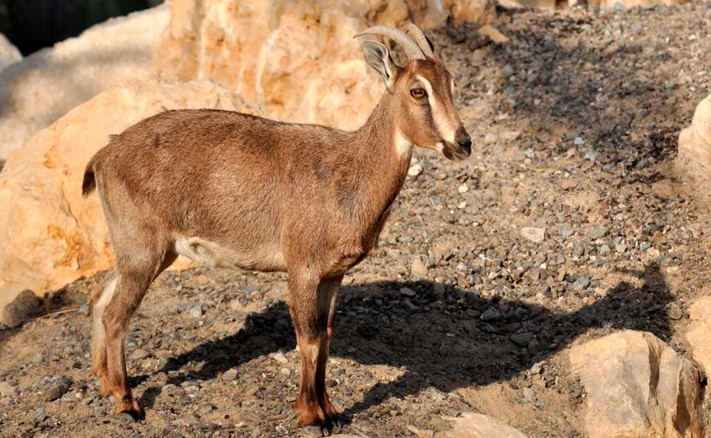 Tahr d'Arabie (Arabitragus jayakari)