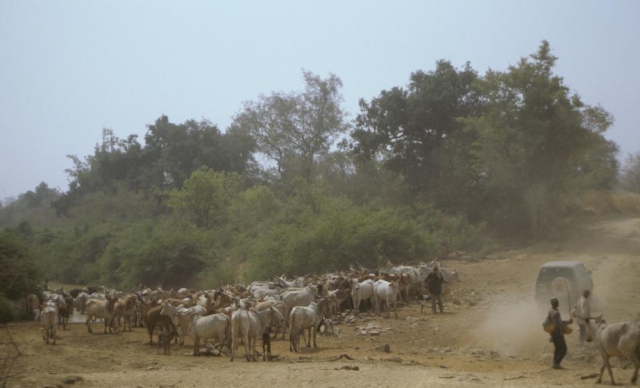 Arli National Park