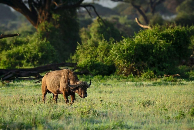 Arli National Park