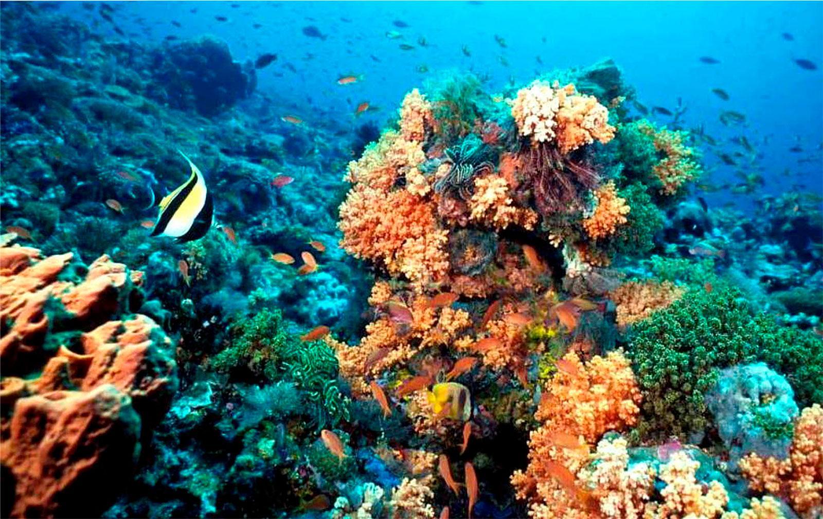 National Reef Park Of Puerto Morelos