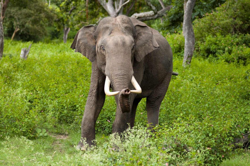 Asiatischer Elefant (Elephas maximus)