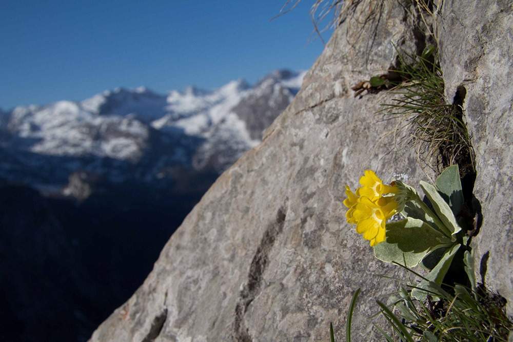 Alpine Auricula in Berchtesgaden, Germany